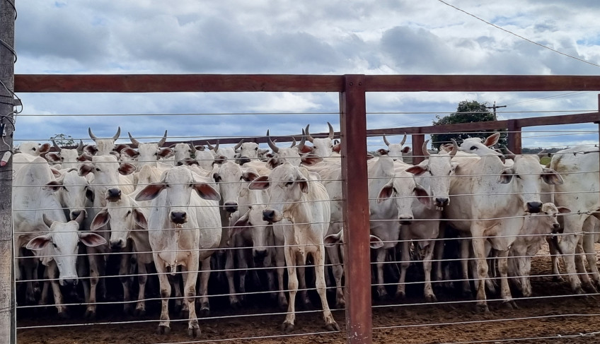 ASN Maranhão - Agência Sebrae de Notícias