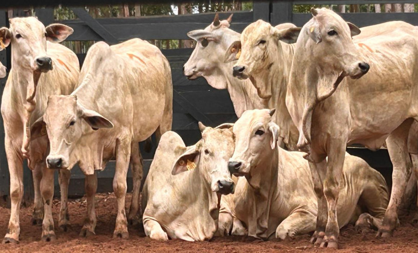 ASN Maranhão - Agência Sebrae de Notícias