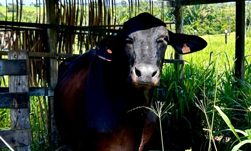 ASN Maranhão - Agência Sebrae de Notícias